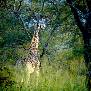 Girafe dans les arbres - Rwanda  - collection de photos clin d'oeil, catégorie animaux
